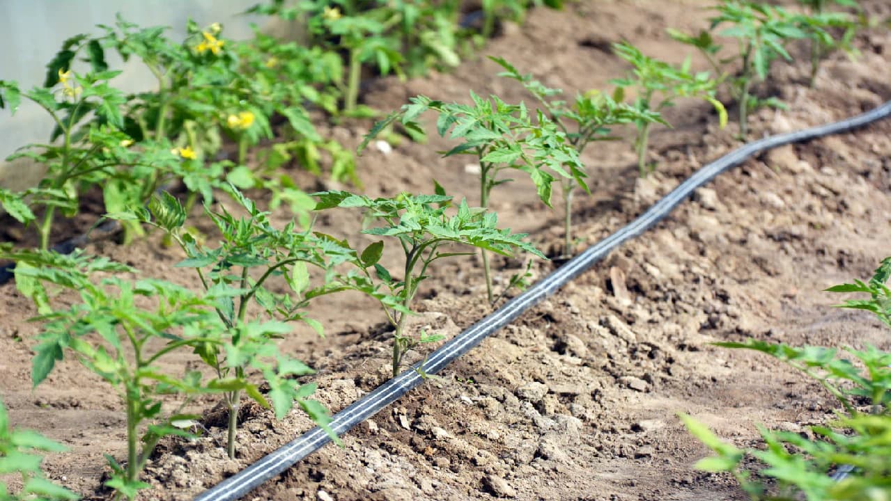 Flat Emitter Drip Tape for Vegetable Rows - product view 2