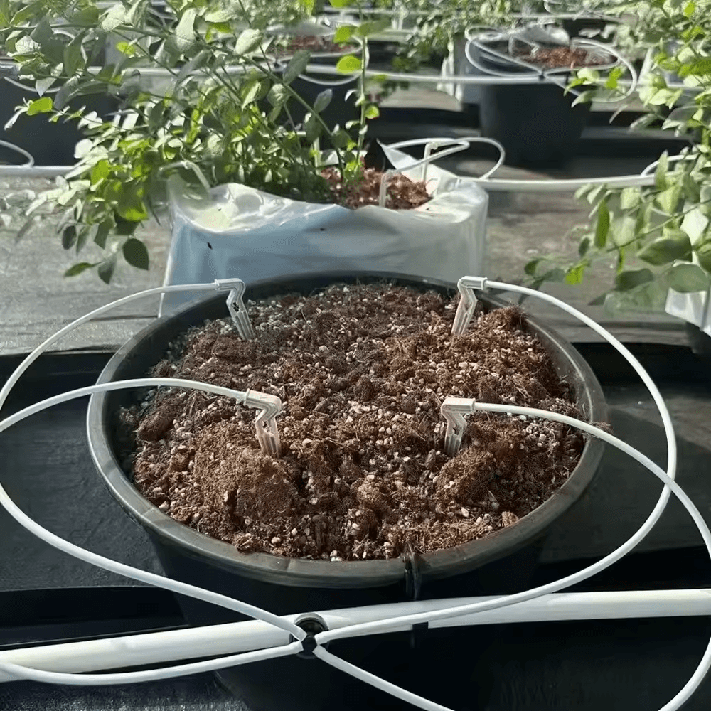 Four white arrow drippers installed around a potted plant