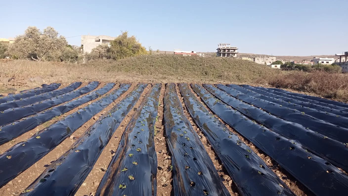 Drip Irrigation System Design: Flow, Pressure, Zones, and Uniformity