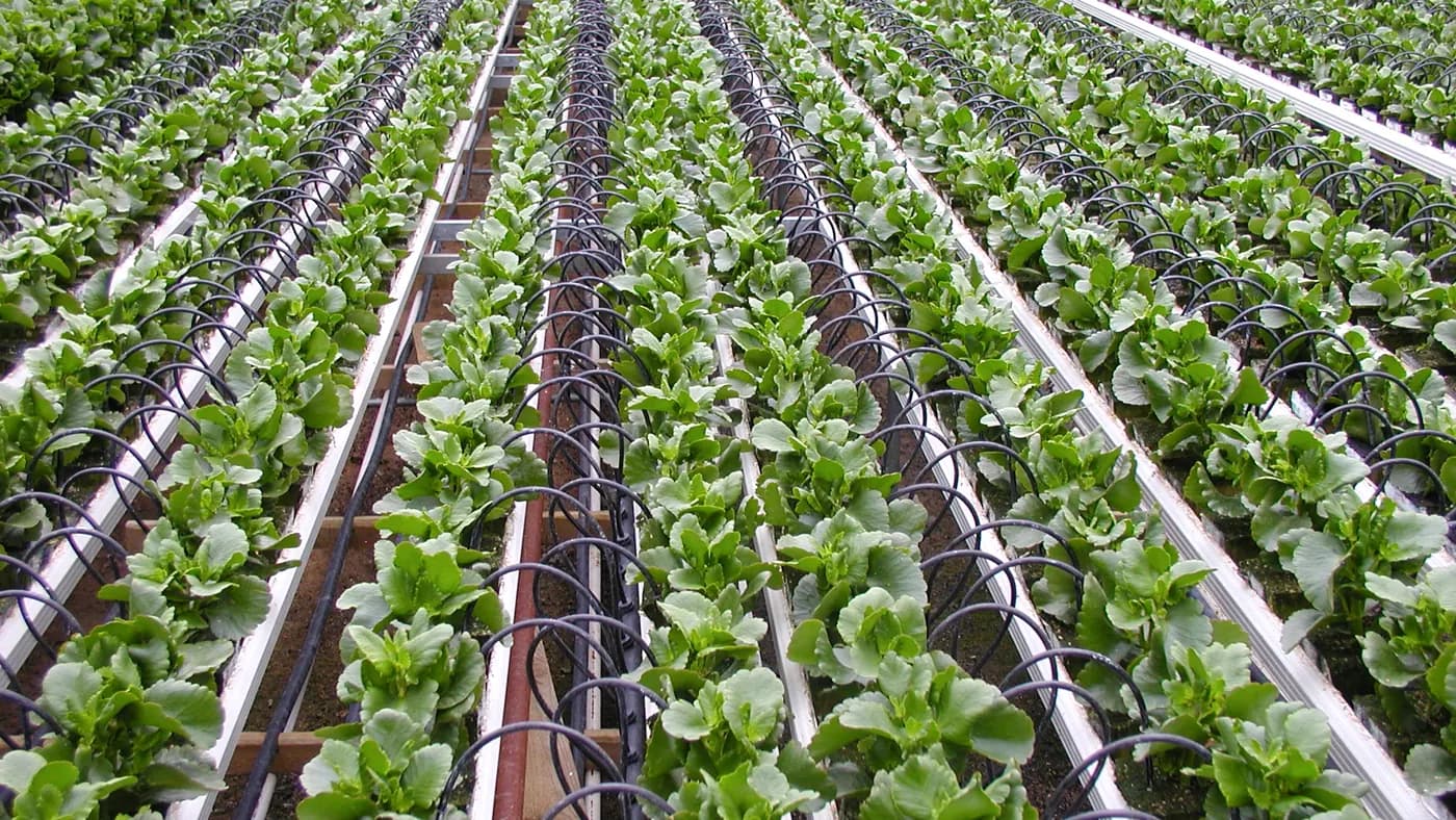 Many individual drip delivery tubes supplying plants across rows of a commercial nursery