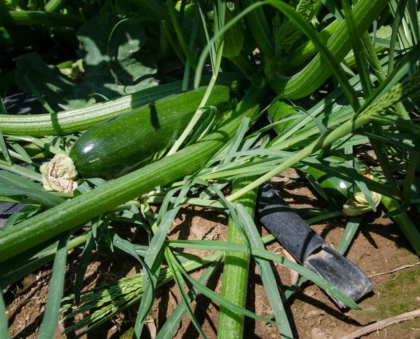 Filtration pour irrigation goutte-à-goutte : vérifier les disques avant la remise en service