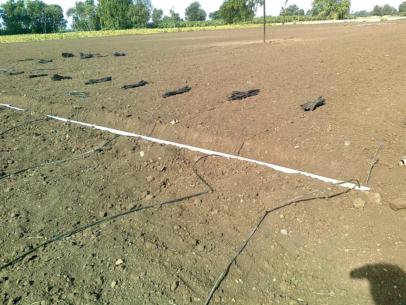 Drip irrigation tubing and bundled lines laid out across a cultivated field in Chinawal, India
