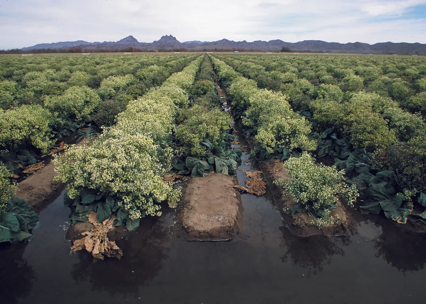 Flood Irrigation to Drip: Test One Field Block Before Buying Parts