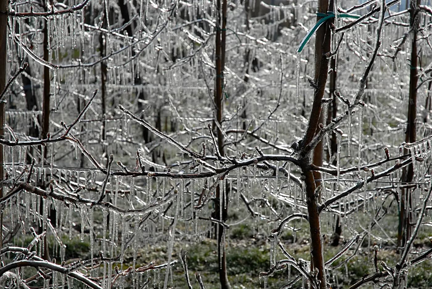 Crop Sprinkler Systems: Confirm Frost Protection Suitability Before Buying