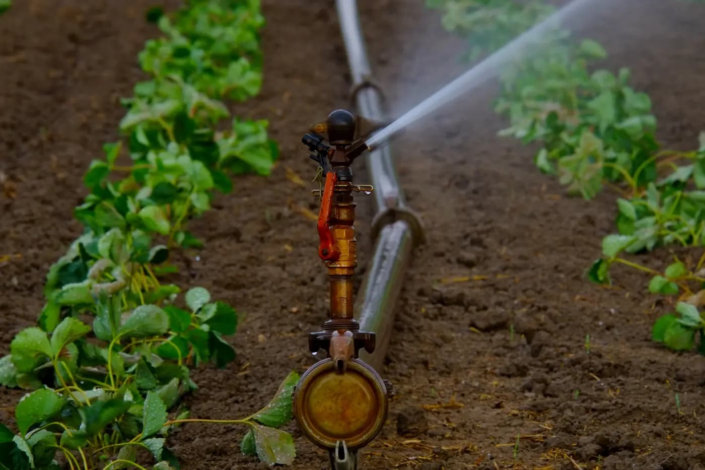 3/4 Sprinkler Head: Check the Riser Before Ordering a Replacement