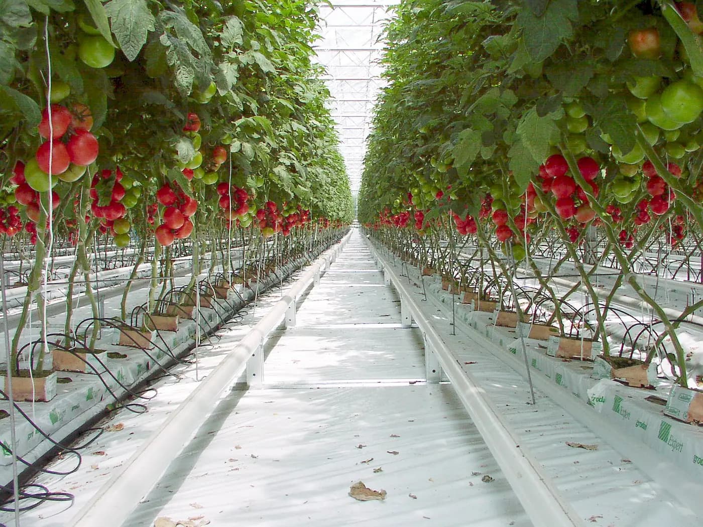 Emitters for Drip Irrigation: Identify the Inlet and Outlet