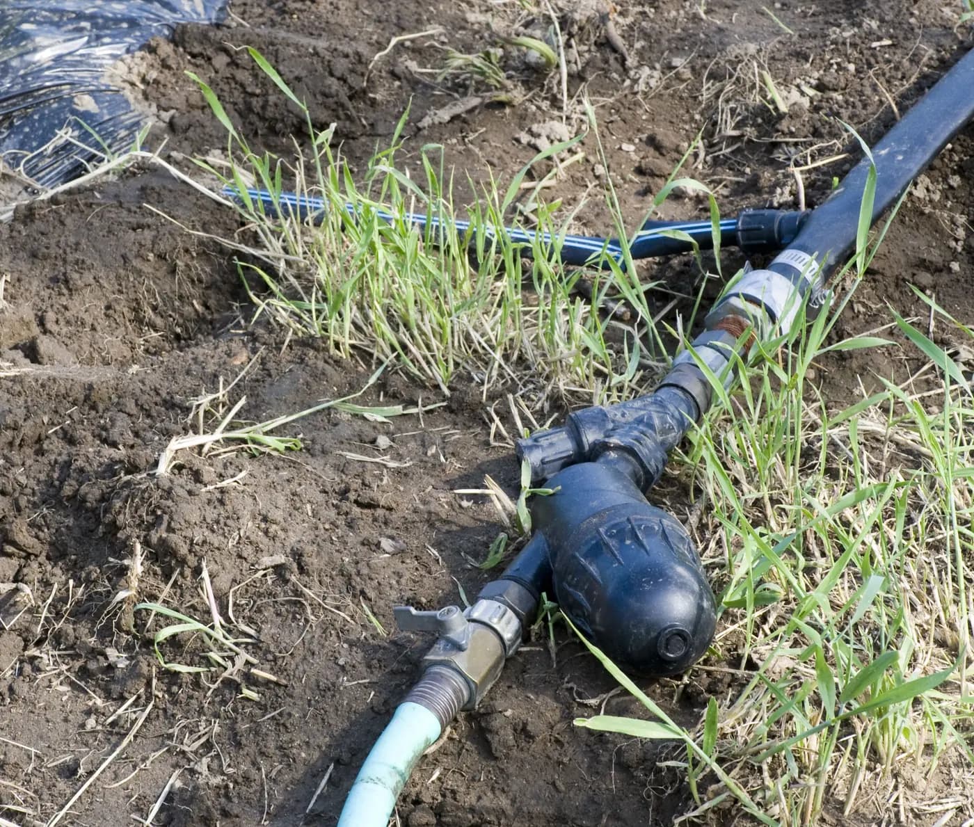 Black irrigation tubing and a connection beside a plastic-mulched field row
