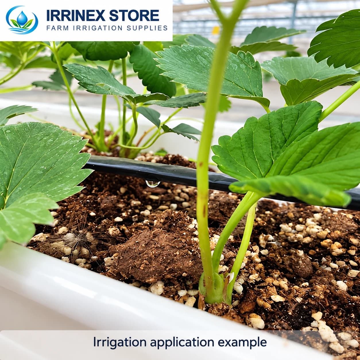 Irrigation application example: black drip tape beneath strawberry plants