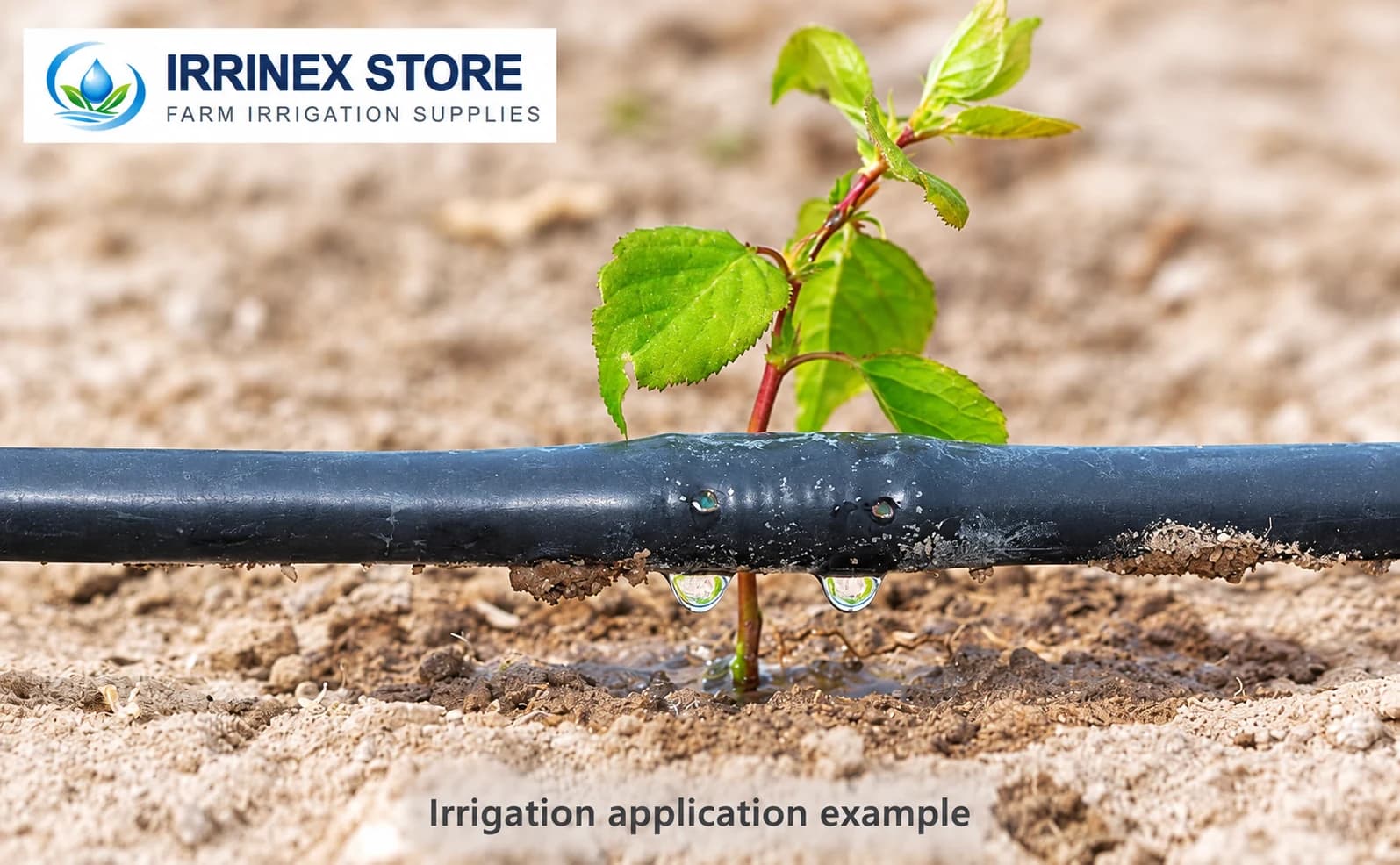Irrigation application example: close-up of outlet droplets beside a seedling