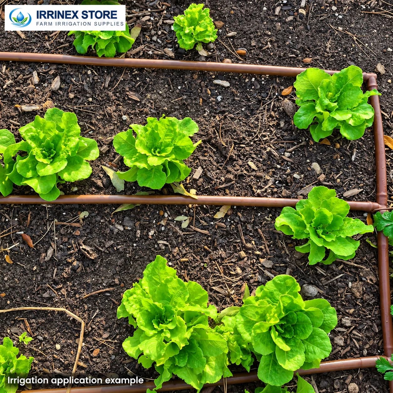 Irrigation application example: brown tubing between lettuce rows; supplied product is black