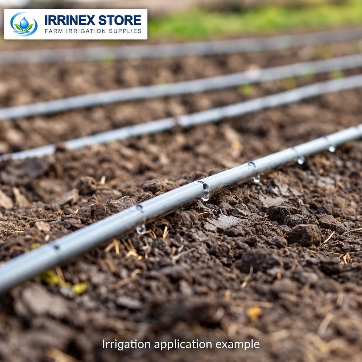 Irrigation application example: water droplets along drip tubing on soil
