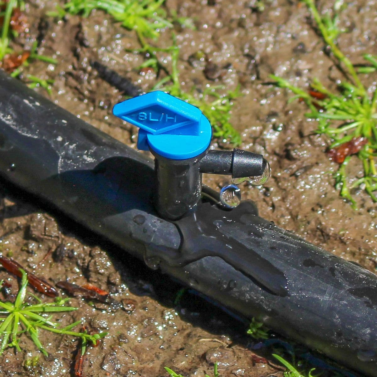 Blue flag drip emitter installed in a garden drip irrigation line