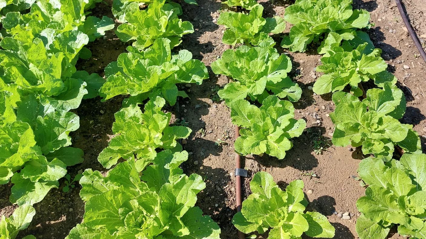 Meet IrriNex Store: Agricultural Drip Irrigation Supplies for Growers
