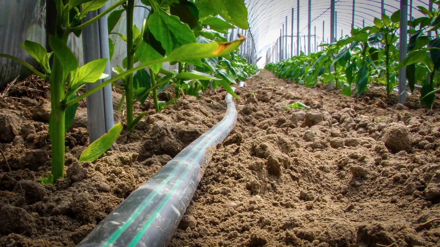 Drip Line Length Calculator: Size Laterals Before Ordering