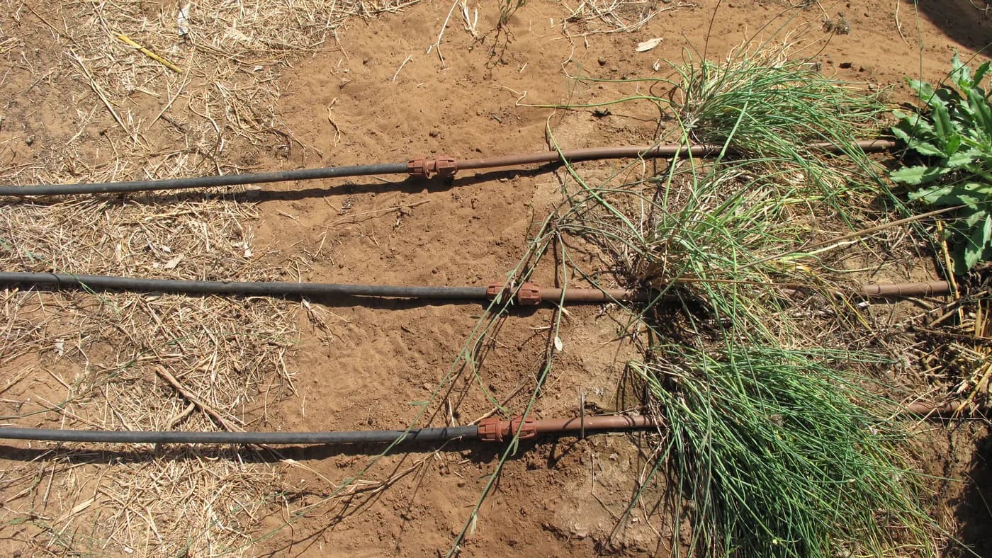Three drip irrigation lines joined by couplers across a soil path at Shefa Farm in Rishpon, Israel