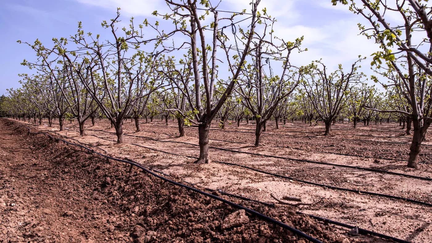 Parallel drip irrigation lines running beside rows of persimmon trees in an orchard in Alginet, Spain