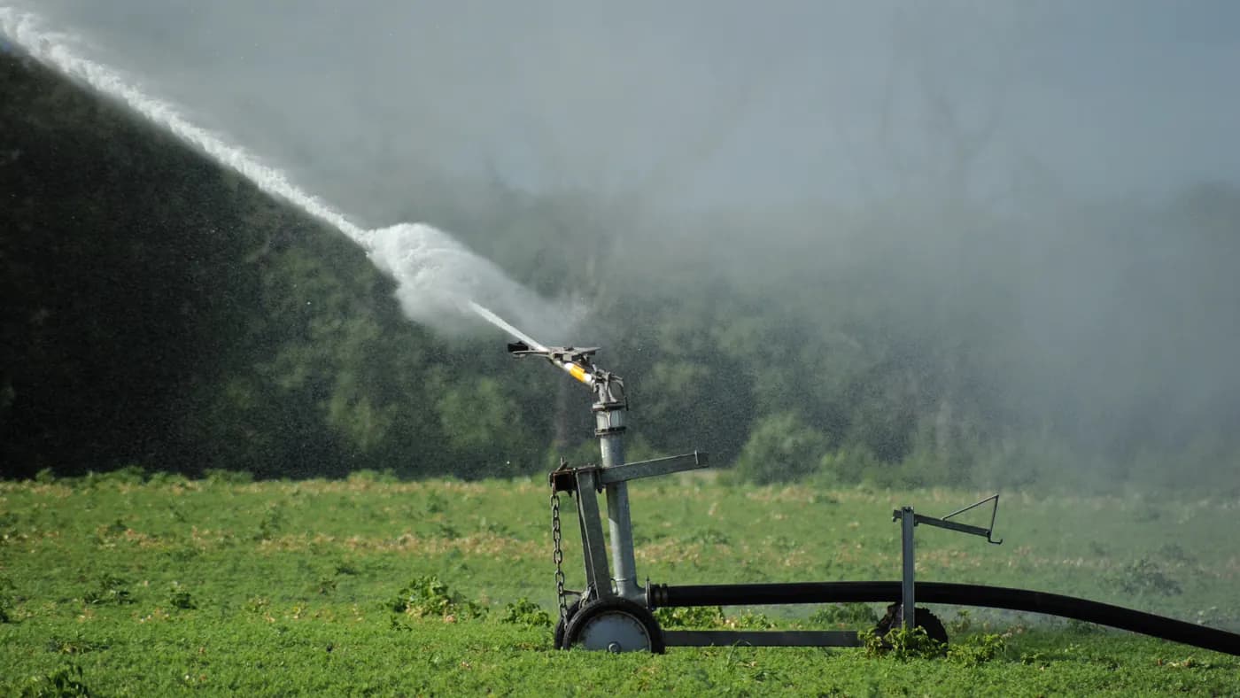 An impact sprinkler spraying water across a carrot field in eastern Scotland