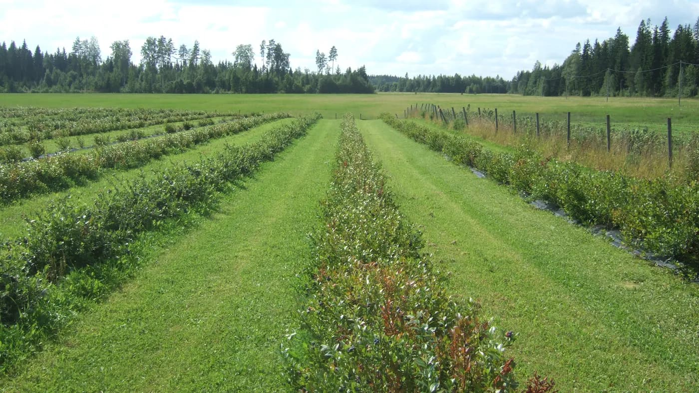 Drip Irrigation System for Blueberries: Check the Root Layer Before Buying Emitters