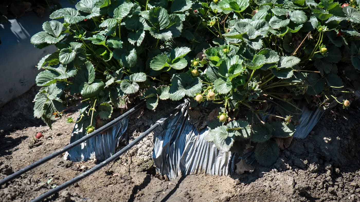 Drip Irrigation for Strawberry Plants: Buy and Test Tape Before Laying Mulch
