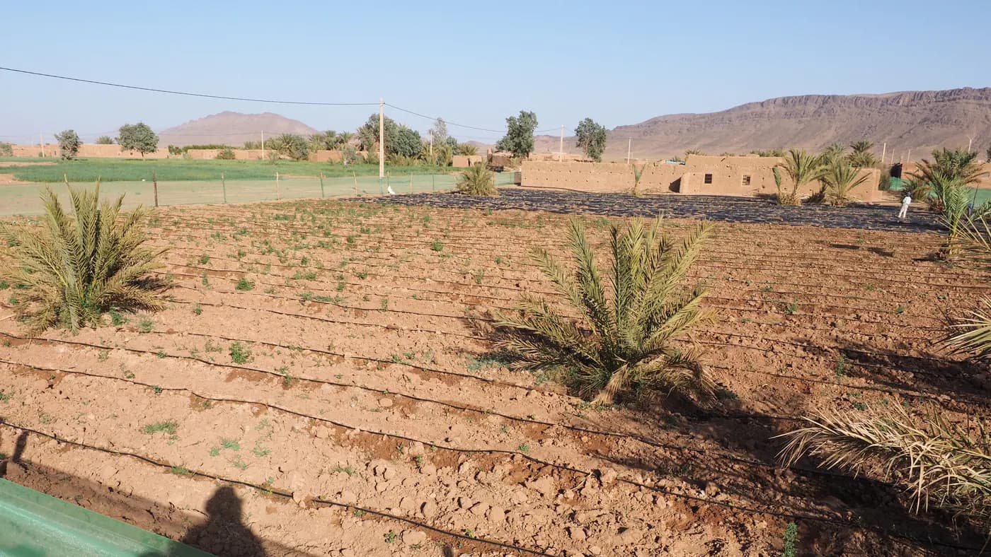 Parallel drip irrigation lines across a young watermelon field in an arid Moroccan landscape