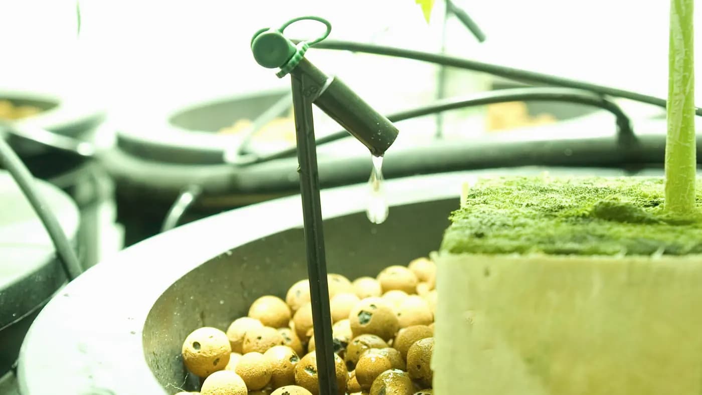 How Long Should Drip Irrigation Run After Changing Emitters or Dripline?