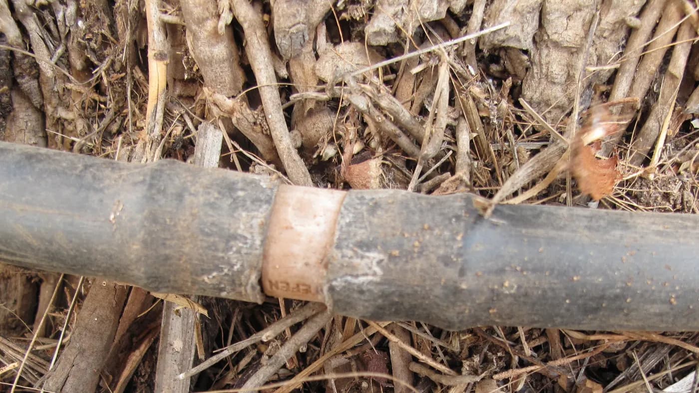 A joining point between drip irrigation tubes on plant debris at Shefa Farm in Israel
