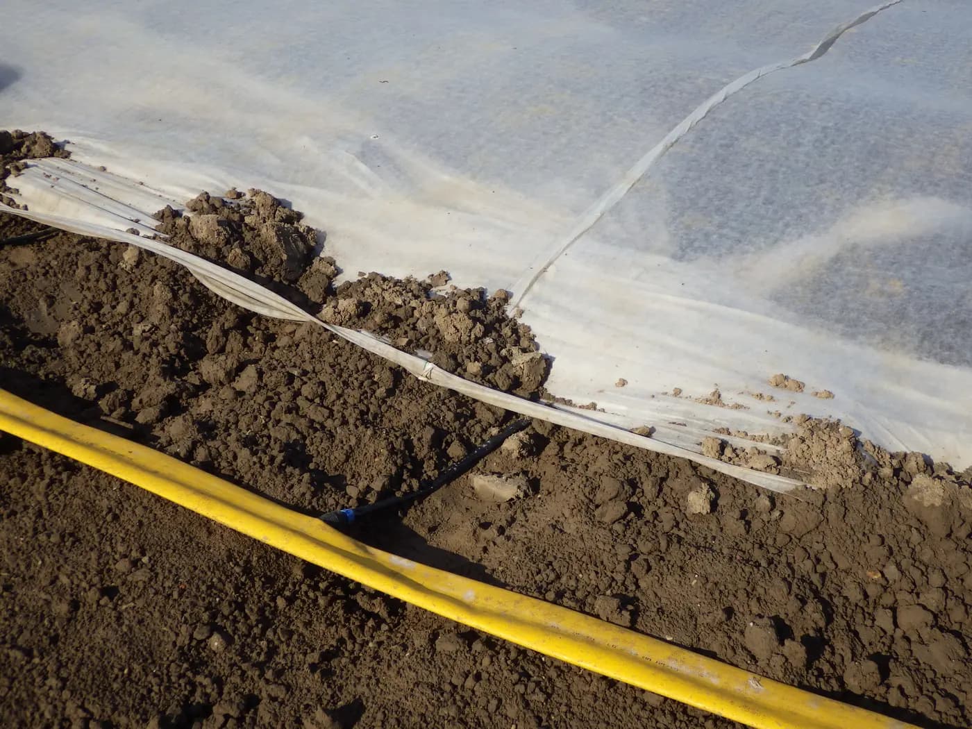 Drip irrigation tubing feeding a fleece-covered zucchini bed from a yellow supply hose
