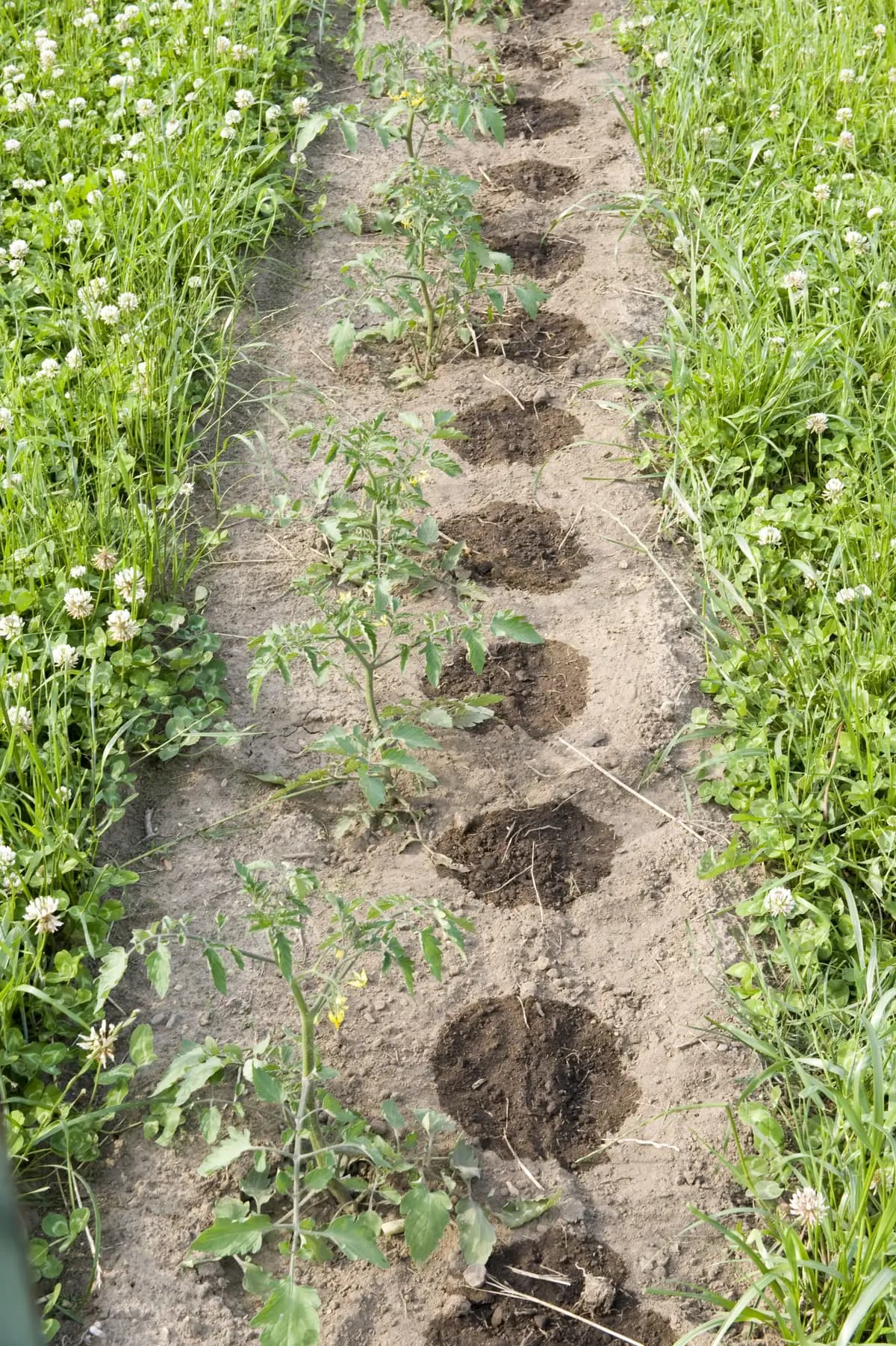 Young tomato plants beside wet soil patches along a drip-irrigated crop row
