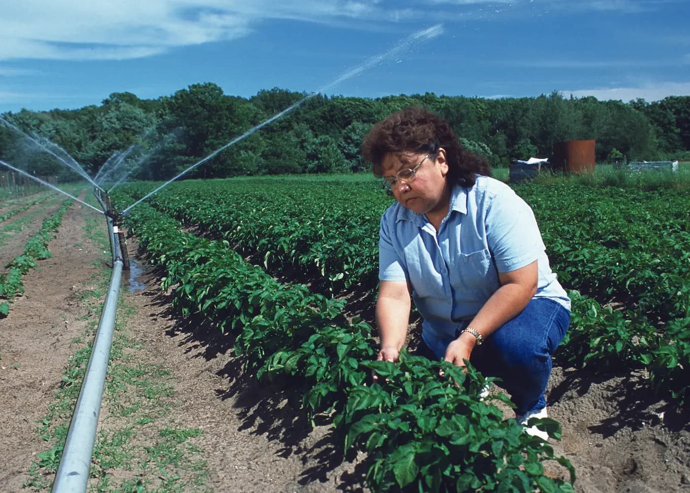 An agricultural adviser inspecting a potato field beside operating irrigation sprinklers