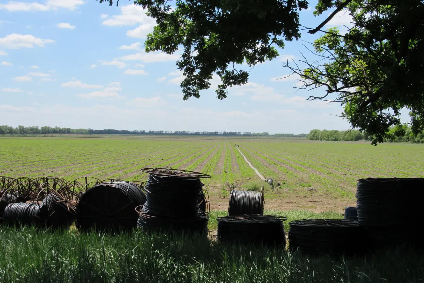 Crop rows in an open field with irrigation tubing coils and a supply pipe in the foreground
