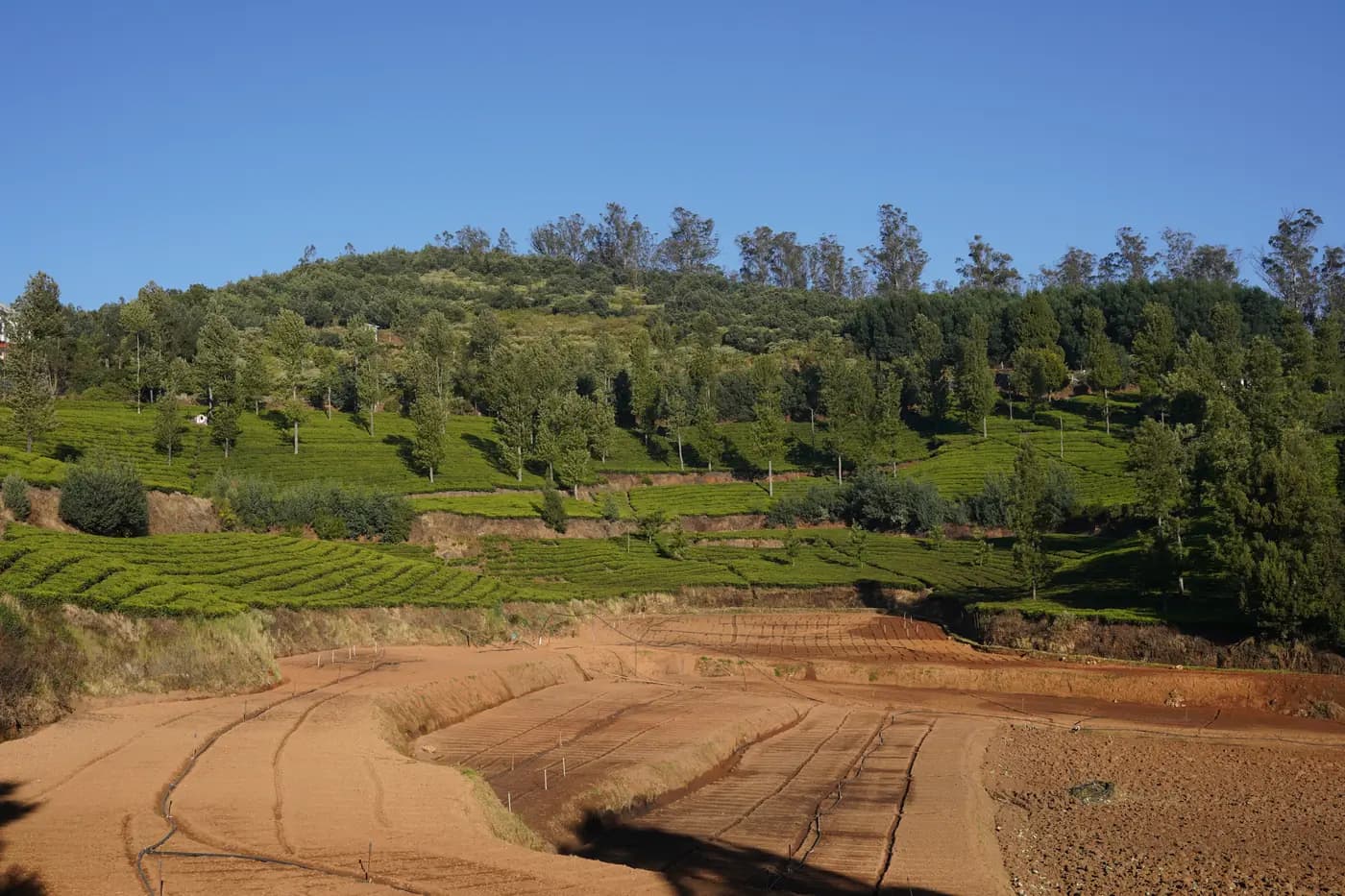 Planches maraîchères préparées avec conduites et cannes d’aspersion sous une plantation de thé à flanc de colline