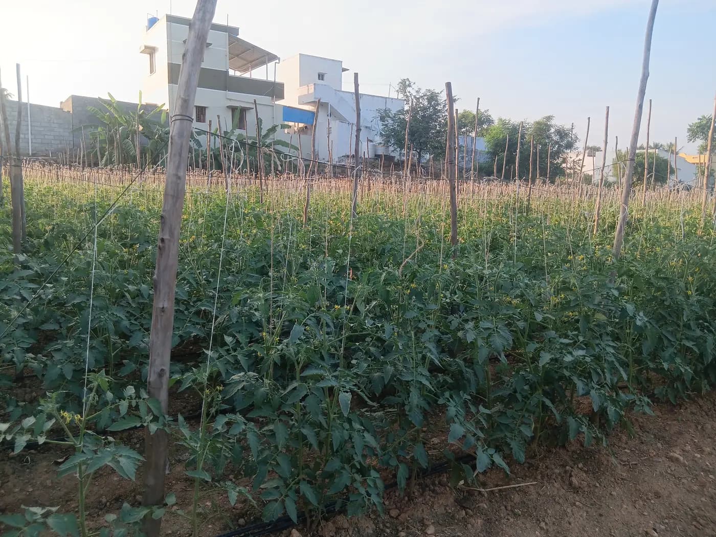 Drip Irrigation for Tomatoes: Keep Lines Clear of Stakes and Harvest Traffic