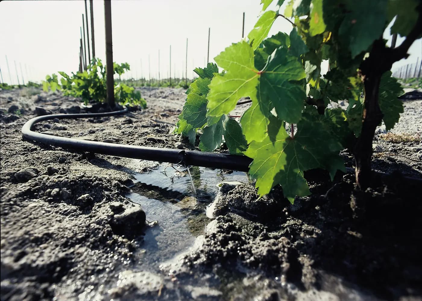 Irrigation tubing delivering water beside a vine in a cultivated vineyard