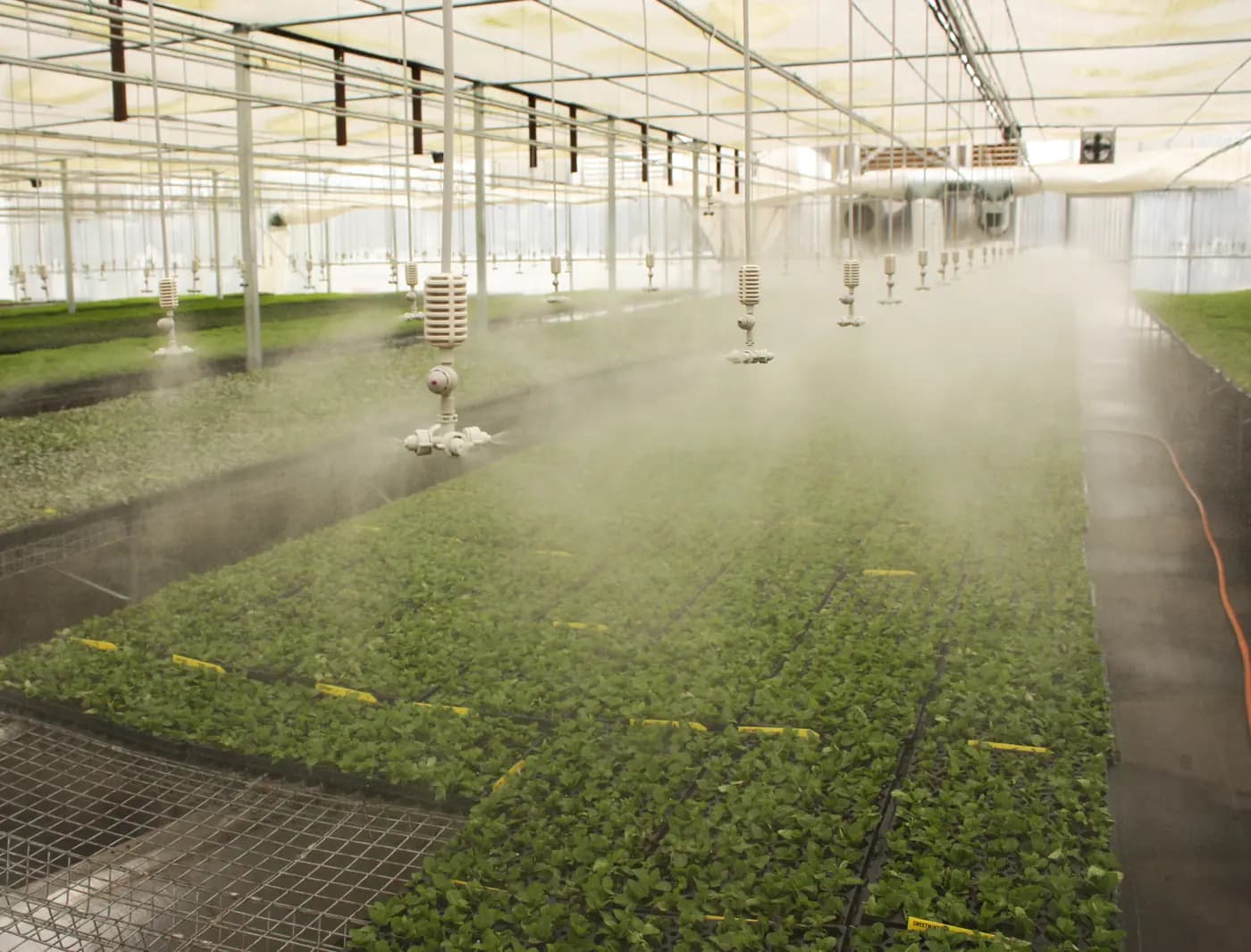 Overhead irrigation watering rows of nursery plants inside a commercial greenhouse