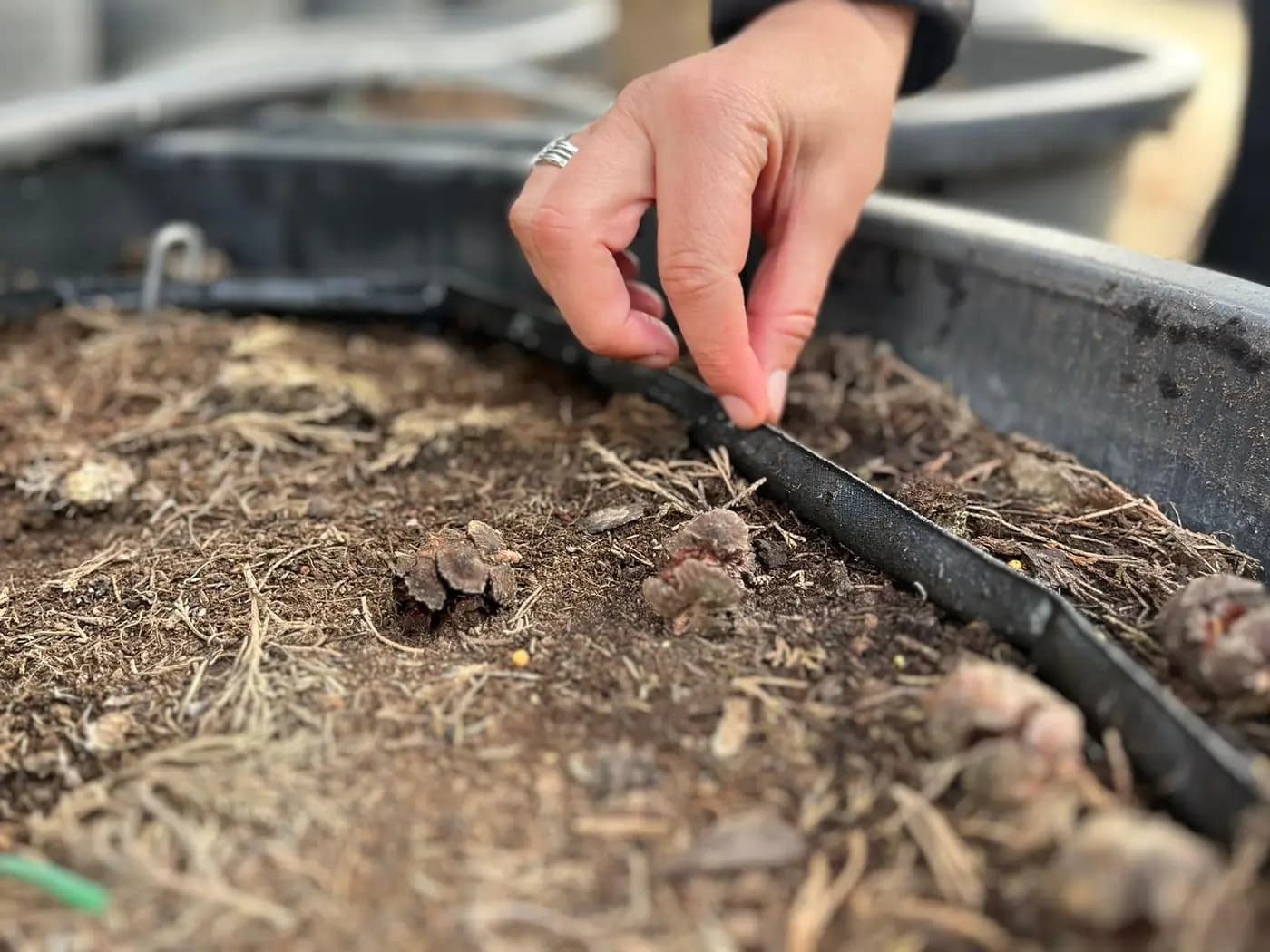 A hand checking irrigation tubing on growing medium in a planted container
