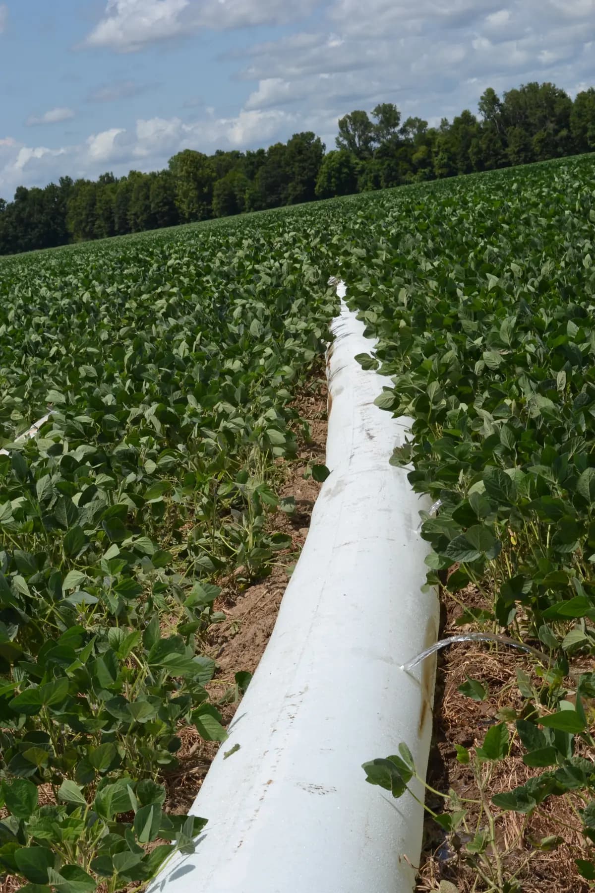 Soybean Crop Irrigation per Day: Check Water Demand Before Choosing Drip Parts