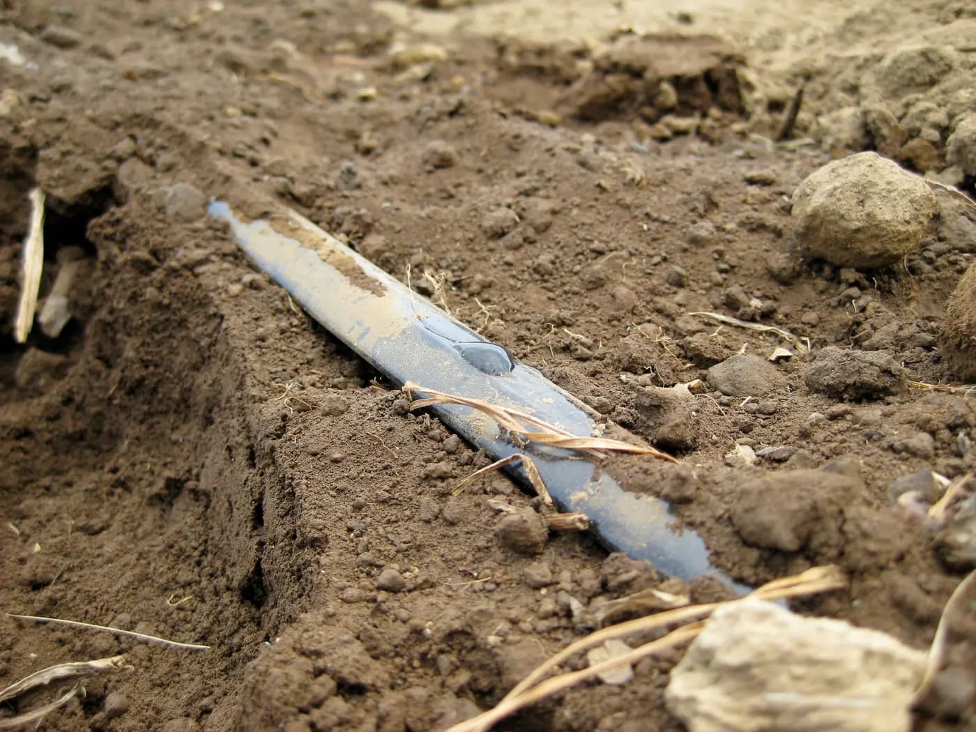 Drip Irrigation: Check Repeated Animal Damage Before Replacing a Line
