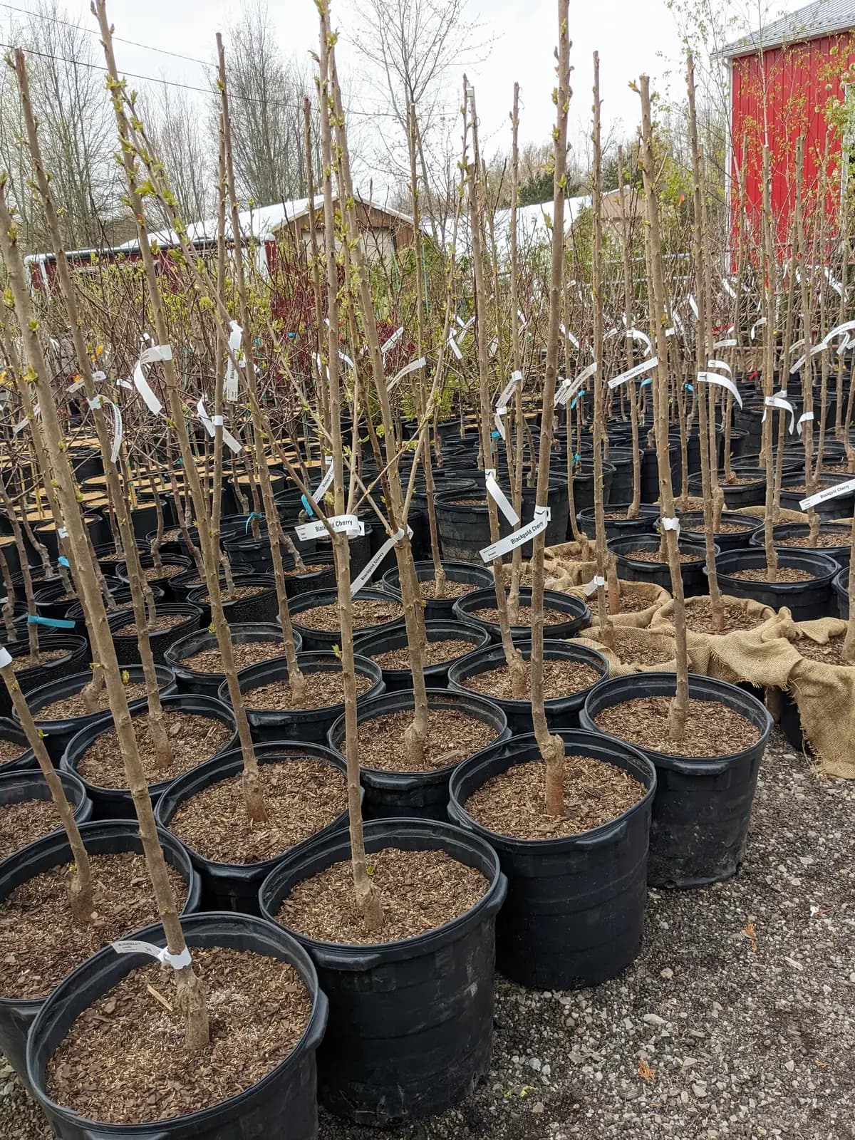 Drip Irrigation for Plants: Compare Two- and Four-Branch Arrow Assemblies