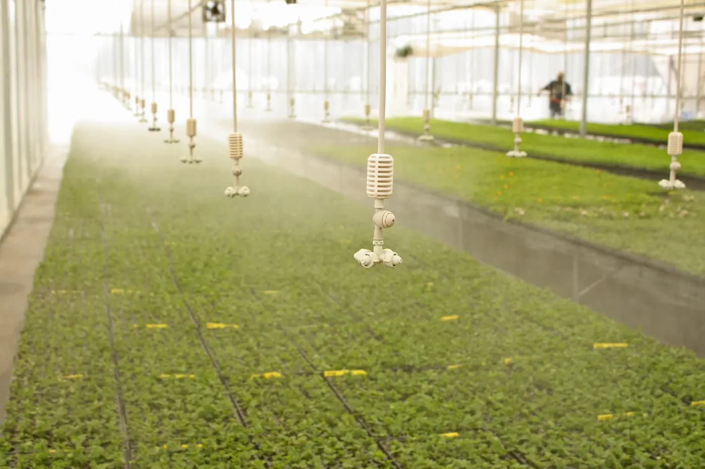 Micro Irrigation Sprinkler Heads: Mist the Air or Water the Root Zone?