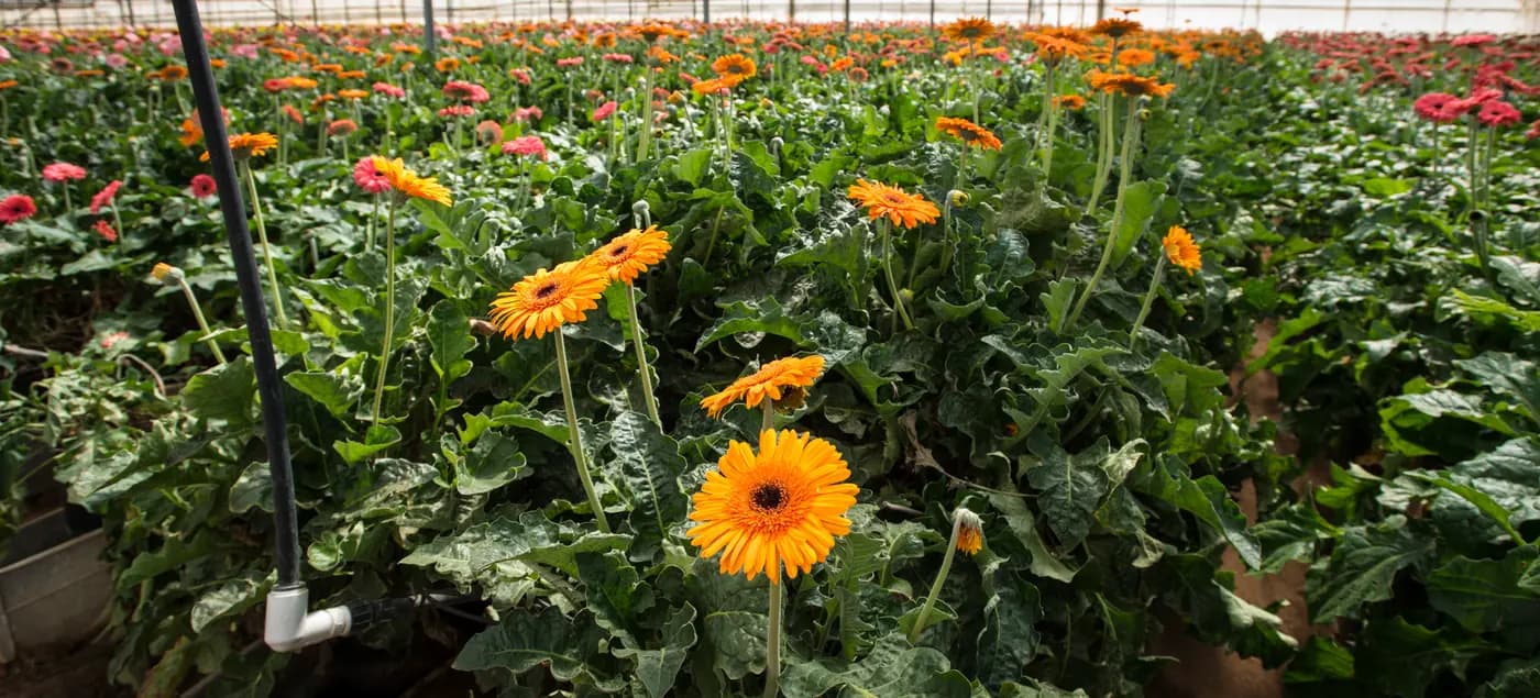 Ligne de goutte-à-goutte pour fleurs coupées : arroser le sol et préserver les fleurs