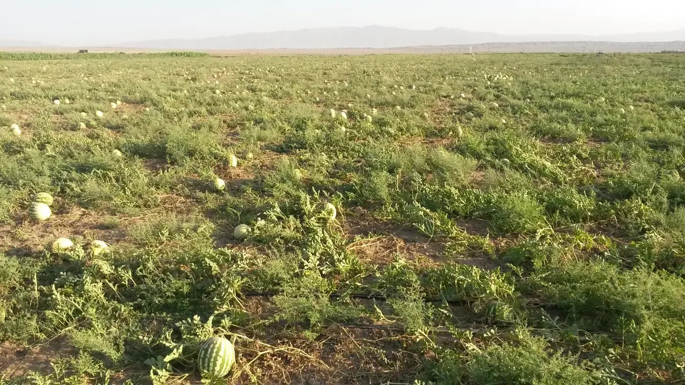 Drip Irrigation for Watermelons: Keep Active Rows Watered Through Successive Picks
