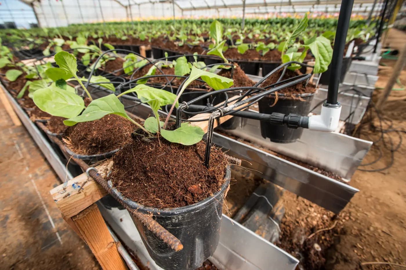 Goutte à goutte sur piquet : vérifier le drainage des pots de pépinière avant de changer de goutteur
