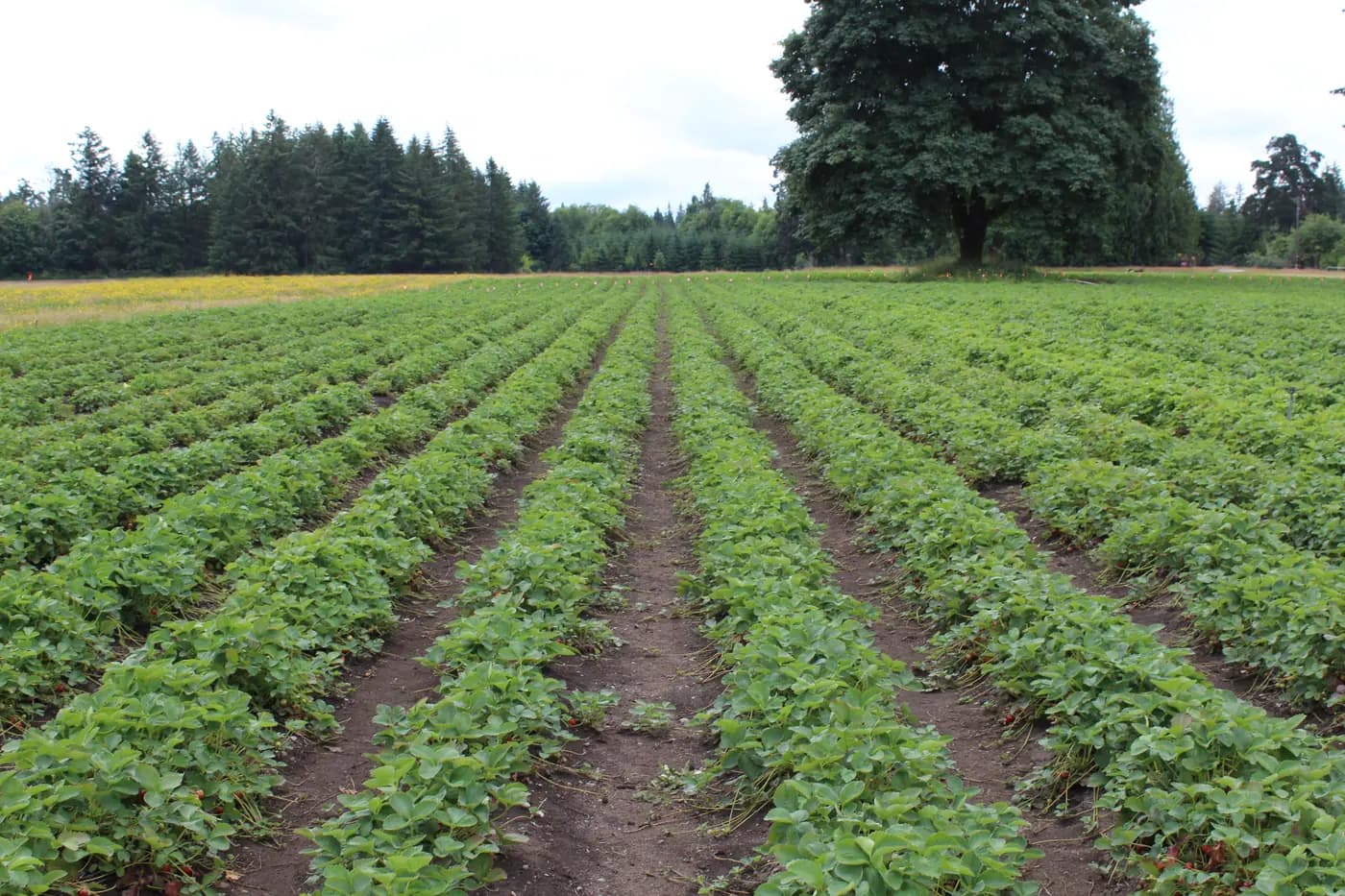 Drip Irrigation for Strawberry Plants: Check Lines After Row Renovation