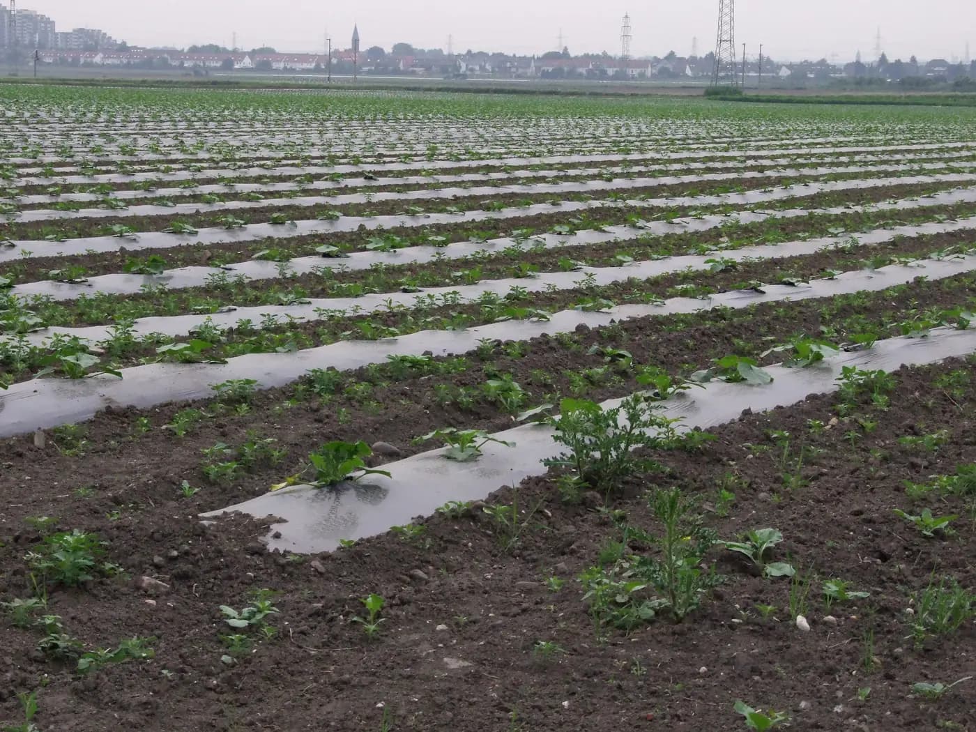 Raised Bed Irrigation System: Check Transplant Root Balls After Planting