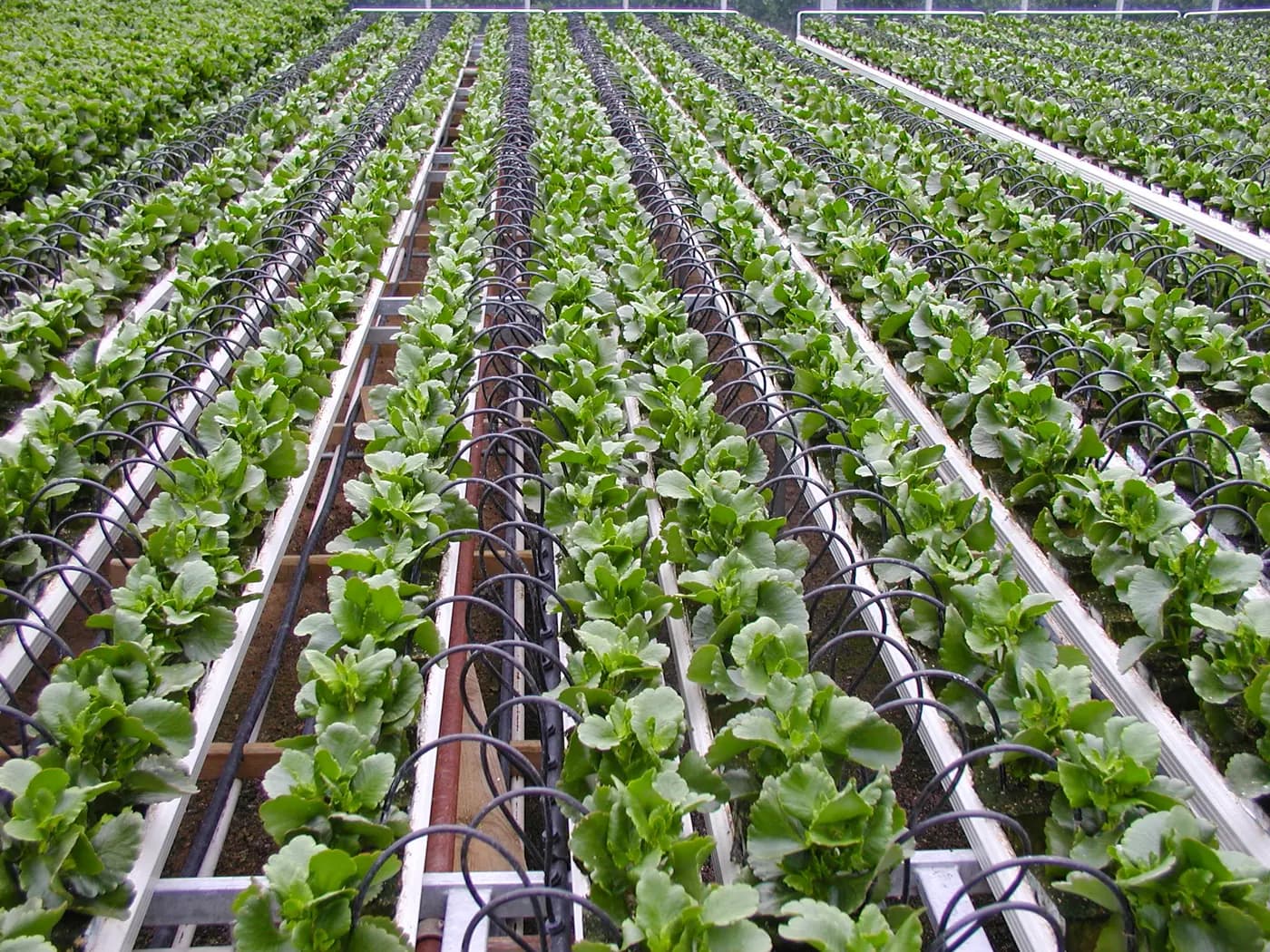 Irrigation Supplies: Convert Piece Counts to Cart Packs Before Checkout