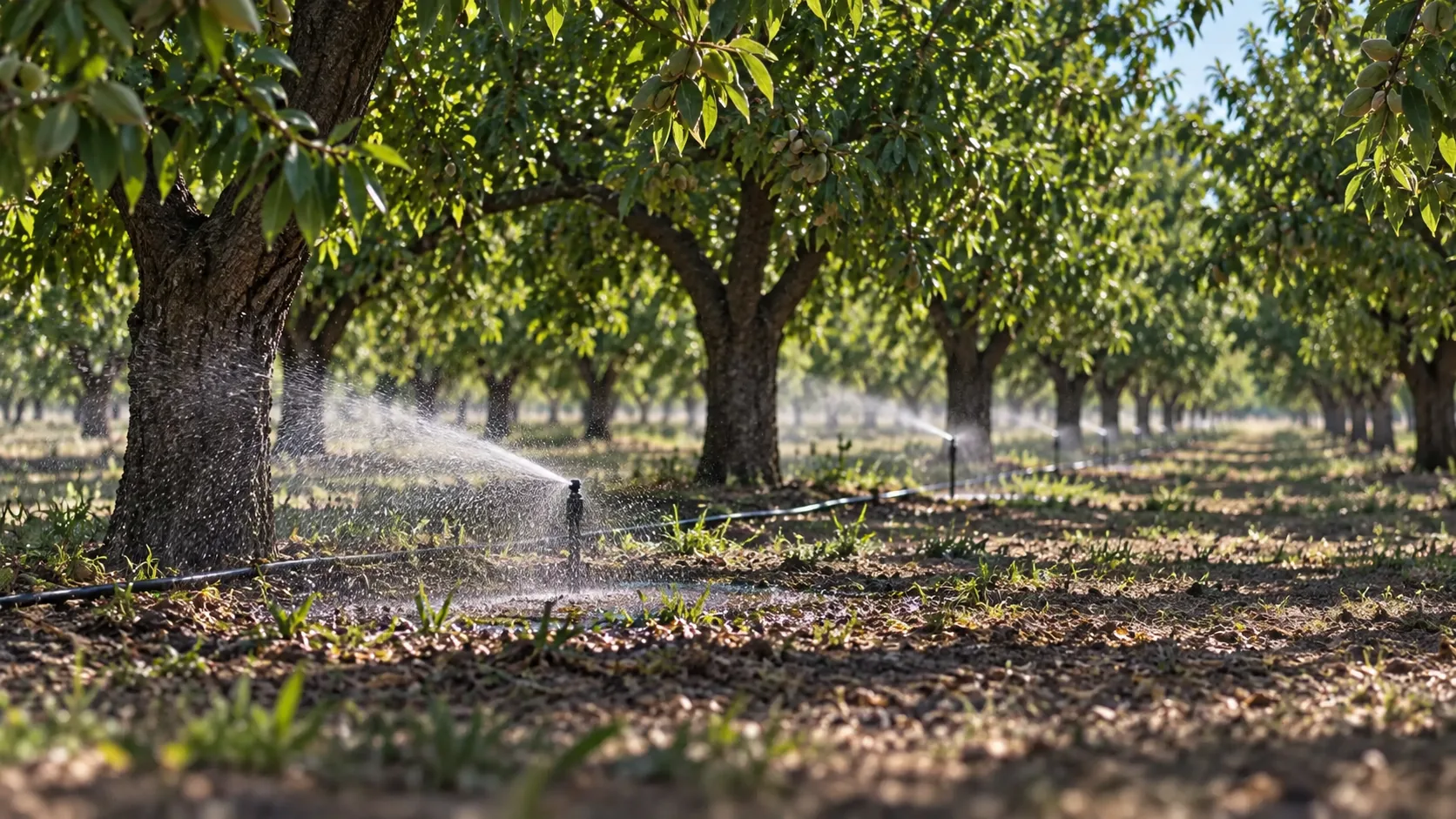 AI illustration of orchard micro sprinklers watering beneath trees
