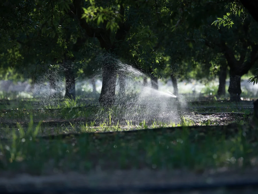 Real USDA photograph of micro sprinklers in an almond orchard
