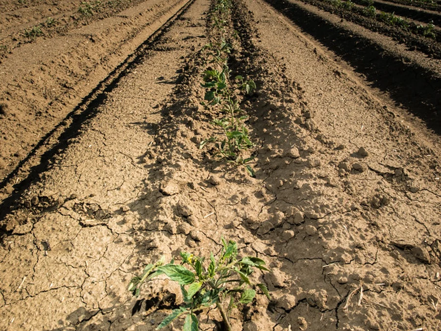 Real field photograph of drip irrigation in tomato rows